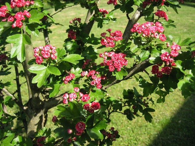 Crataegus laevigata